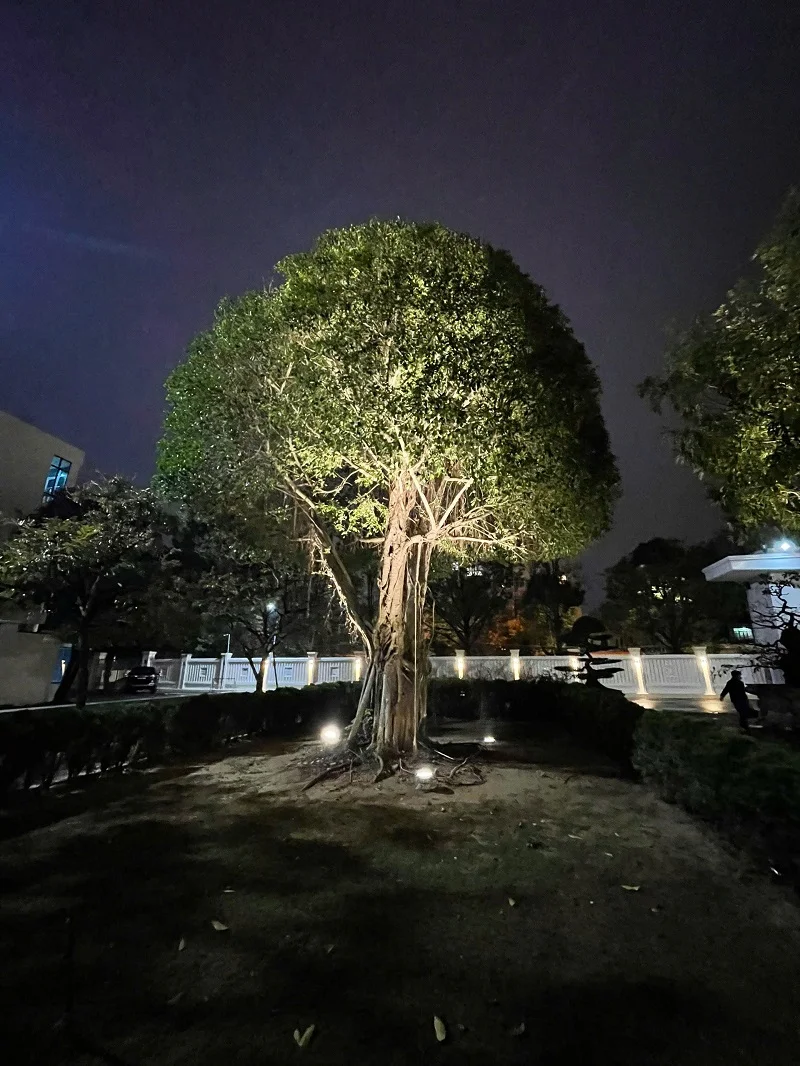 Cây to, cây cổ thụ sử dụng đèn chiếu điểm 36w