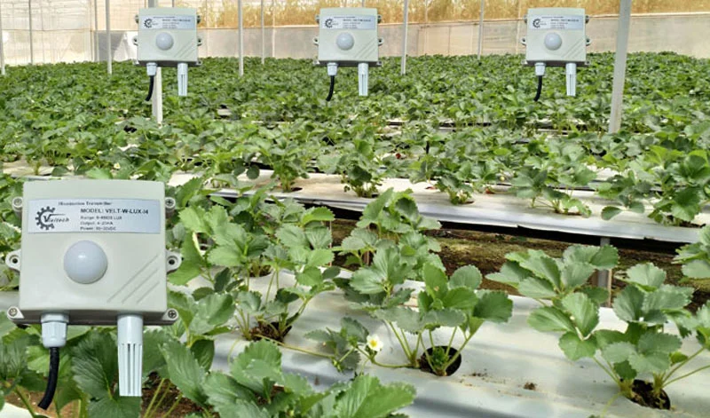 Cảm biến ánh sáng cho nông nghiệp