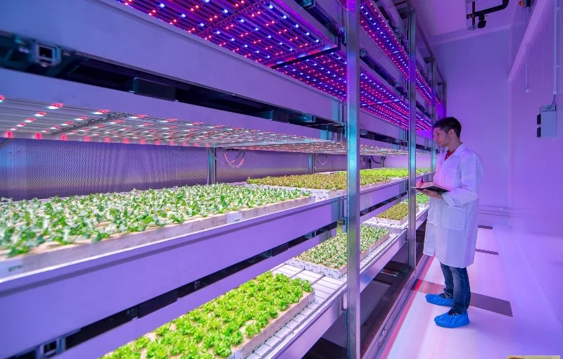 Đèn trồng cây năng lượng mặt trời