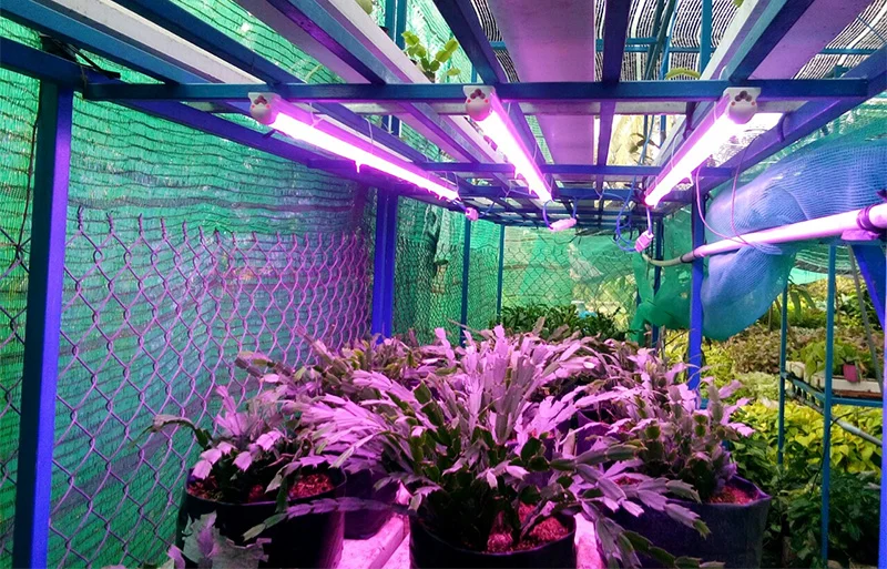 Hoạt động đèn trồng cây năng lượng mặt trời