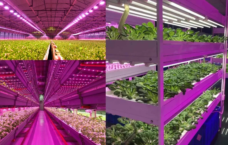 Trồng cây bằng hệ thống đèn năng lượng mặt trời