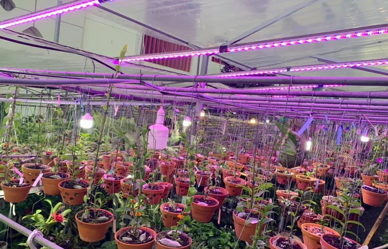 Ưu nhược điểm đèn trồng cây năng lượng mặt trời